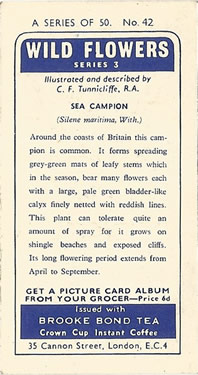 Sea Campion: Silene uniflora. White wild flower. Tea card. Brooke Bond, 1964.