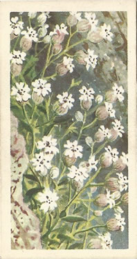 Sea Campion: Silene uniflora. White wild flower. Tea card. Brooke Bond, 1964.