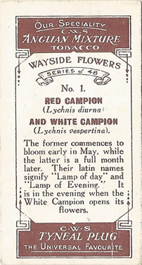 Red Campion: Silene dioica. Wild flower. Cigarette card. CWS 1923.
