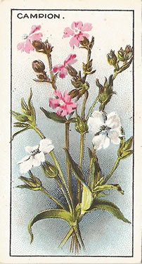 Red Campion: Silene dioica: Wild flower. Cigarette card. CWS 1923.