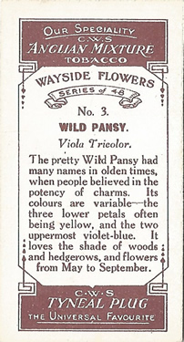 Wild Pansy: Viola color. Wild flower. Cigarette card. CWS 1923.