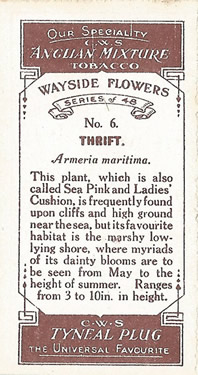 Thrift: Armeria maritima. Pink wild flower. Cigarette card. CWS 1923.