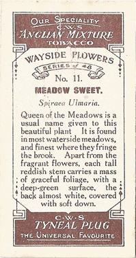 Meadowsweet: Filipendula ulmaria. White wild flower. Cigarette card. CWS 1923.