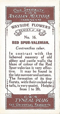 Red Valerian: Centranthus ruber. WRed wild flower. Cigarette card. CWS 1923.