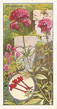 Red Valerian: Centranthus ruber. Red wild flower. Cigarette card. CWS 1923.