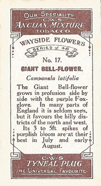 Giant Bellfower: Campanula latifolia. Purple wild flower. Cigarette card. CWS 1923.