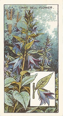 Giant Bellfower: Campanula latifoliai. Purple wild flower. Cigarette card. CWS 1923.
