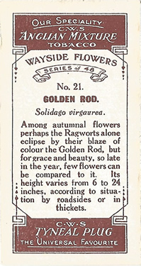 Goldenrod: Solidago virgaurea. Yellow wild flower. Cigarette card. CWS 1923.