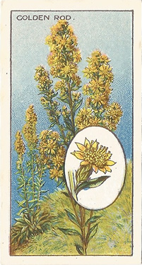 Goldenrod: Solidago virgaureai. Yellow wild flower. Cigarette card. CWS 1923.