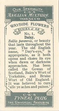 Daisy: Bellis perennis. Cigarette card. CWS 1928.