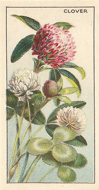 Red Clover: Trifolium pratense. Red wild flower. Cigarette card. CWS 1928.