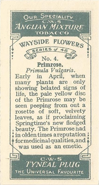 Primrose: Primula vulgaris. Yello wild flower. Cigarette card. CWS 1928.