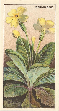 Primrose: Primula vulgaris: Yellow wild flower. Cigarette card. CWS 1928.