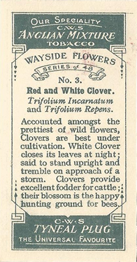 Red Clover: Trifolium pratense. Pink wild flower. Cigarette card. CWS 1928.