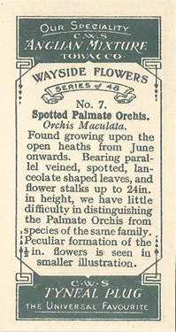 Heath Spotted-orchid: Dactylorhiza maculata. White wild flower. Cigarette card. CWS 1928.