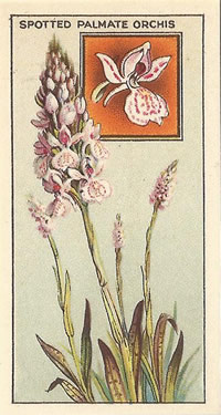Heath Spotted-orchid: Dactylorhiza maculata. White wild flower. Cigarette card. CWS 1928.