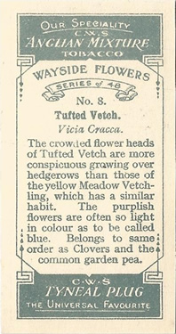 Tufted Vetch: Vicia cracca. Purple wild flower. Cigarette card. CWS 1928.