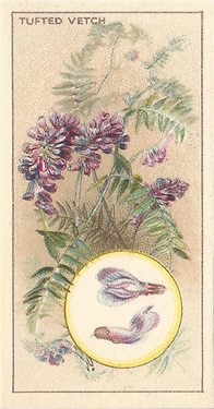 Tufted Vetch: Vicia cracca. Purple wild flower. Cigarette card. CWS 1928.