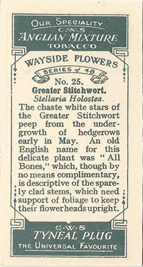 Greater Stitchwort: Stellaria holostea. White wild flower. Cigarette card. CWS 1928.