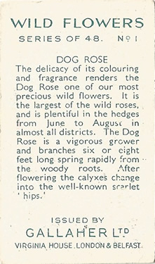 Dog-rose: Rosa canina. Pale pink wild flower. Cigarette card. Gallaher 1939.