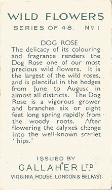 Dog-rose: Rosa canina. Pale pink wild flower. Cigarette card. Gallaher 1939.