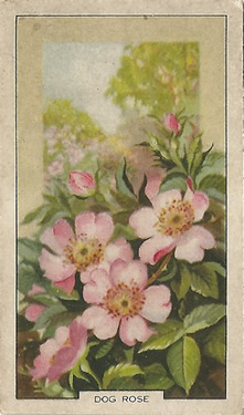 Dog-rose: Rosa canina. Pale pink wild flower. Cigarette card. Gallaher 1939