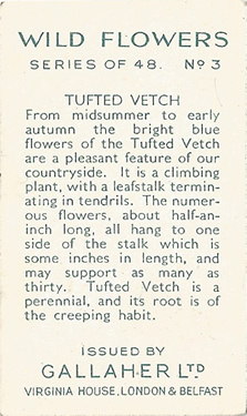 Tufted Vetch: Vicia cracca. Purple wild flower. Cigarette card. Gallaher 1939.