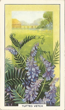 Tufted Vetch: Vicia cracca. Purple wild flower. Cigarette card. Gallaher 1939.