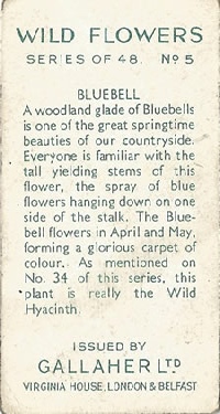 Bluebell: Hyacinthoides non-scripta. Blue wild flower. Cigarette card. Gallaher 1939.
