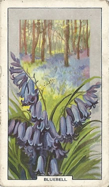 Bluebell: Hyacinthoides non-scripta. Blue wild flower. Cigarette card. Gallaher 1939.