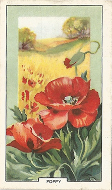 Common Poppy: Papaver rhoeas. Red wild flower. Cigarette card. Gallaher 1939.