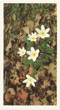 Wood Anemone: Anemone nemorosa. White wild flower. Cigarette card. Player's Grandee, 1986.