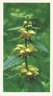 Yellow Archangel: Lamiastrum galeobdolon. Yellow wild flower. Cigarette card. Player's Grandee, 1986.