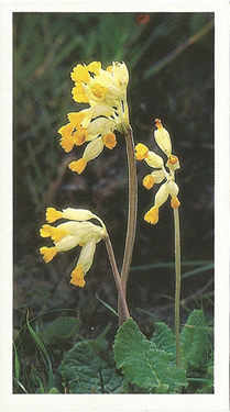 Cowslip: Primula veris: Stellaria holostea. White wild flower. Cigarette card. Player's Grandee, 1986.