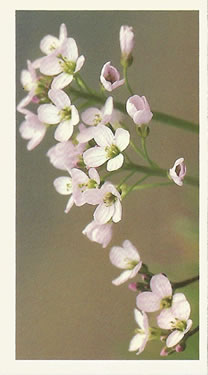 Cuckoo Flower: Cardamine pratensis. White/pink wild flower. Cigarette card. Player's Grandee, 1986.