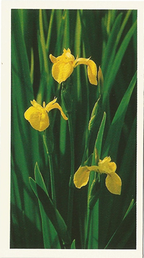 Yellow Iris: Iris pseudacorus. Yellow wild flower. Cigarette card. Player's Grandee, 1986.