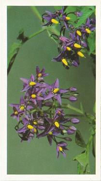 Bittersweet: Solanum dulcamara. Purple wild flower. Cigarette card. Player's Grandee, 1986.