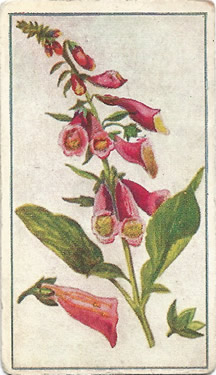 Foxglove: Digitalis purpurea. Pink wild flower. Cigarette card. Robinson 1915.