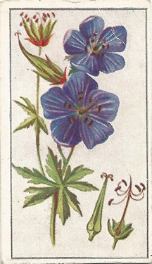 Meadow Crane’s-bill: Geranium pratense. Blue wild flower. Cigarette card. Robinson 1915.