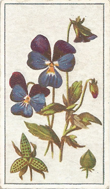 Wild Pansy: Viola color. Blue wild flower. Cigarette card. Robinson 1915.