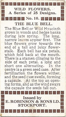 Bluebell: Hyacinthoides non-scripta. Blue wild flower. Cigarette card. Robinson 1915.