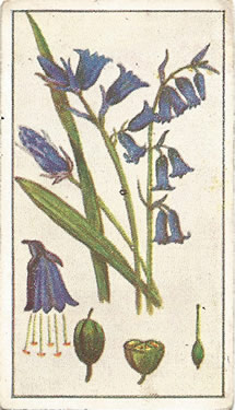 Bluebell: Hyacinthoides non-scripta. Blue wild flower. Cigarette card. Robinson 1915