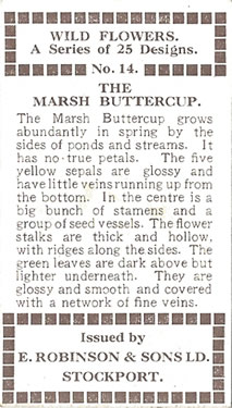 Marsh Marigold: Caltha palustris. Yellow wild flower. Cigarette card. Robinson 1915.