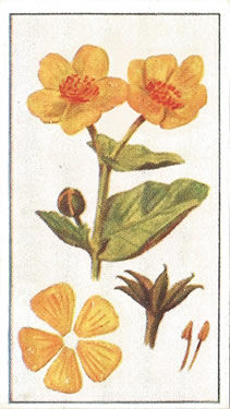 Marsh Marigold: Caltha palustris. Yellow wild flower. Cigarette card. Robinson 1915.