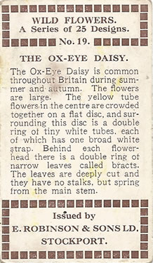 Oxeye Daisy: Leucanthemum vulgare. Wild flower. Cigarette card. Robinson 1915.