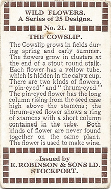 Cowslip: Primula verisi. Wild flower. Cigarette card. Robinson 1915.
