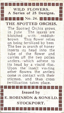 Common Spotted-orchid: Dactylorhiza fuchsii. Wild flower. Cigarette card. Robinson 1915.