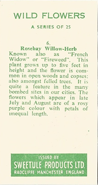 Rosebay Willowherb: Chamerion angustifolium. Trade card. Sweetule 'Wild Flowers', 1960.