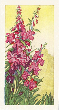 Rosebay Willowherb: Chamerion angustifolium. Trade card. Sweetule 'Wild Flowers', 1960.