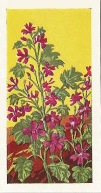 Common Mallow: Malva sylvestris. Trade card. Sweetule 'Wild Flowers', 1960.